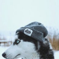 zBlueWolf_
