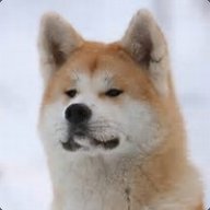 Akita a.K.a Alfi #5GANG
