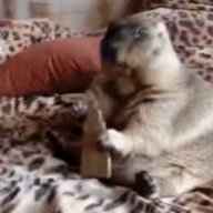 castorMarmot