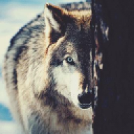 Coyote