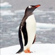 Pedro_pengu
