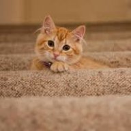 CatInjuredMe