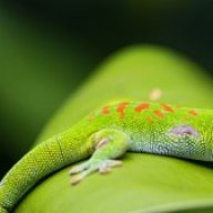 ElGeckoYT