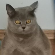 _Mineru_