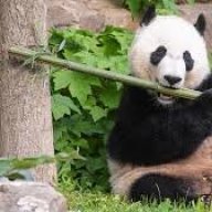 Baby_panda