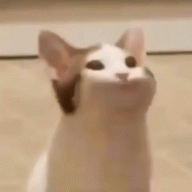 Xtedex