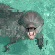 Dolphi