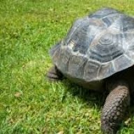 Tortoise Guy