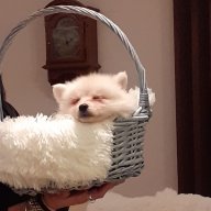 Biki