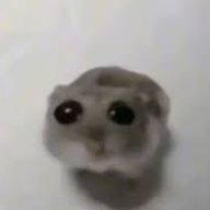 yasminvyl