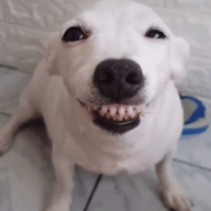 dogePET