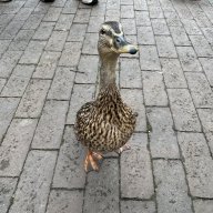 ThaGeneralK