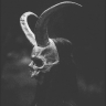 DioPro