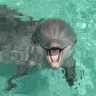 Dolphi