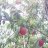 Tudor_Bosisor