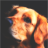 KingDog80