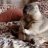 castorMarmot