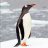 Pedro_pengu