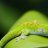 ElGeckoYT