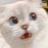 shynxe