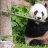 Baby_panda