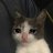 xCqmboDoge_