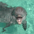 Dolphi