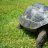Tortoise Guy