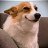 ImTheDogKing