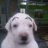 shoji