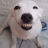 dogePET