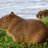 capybarа